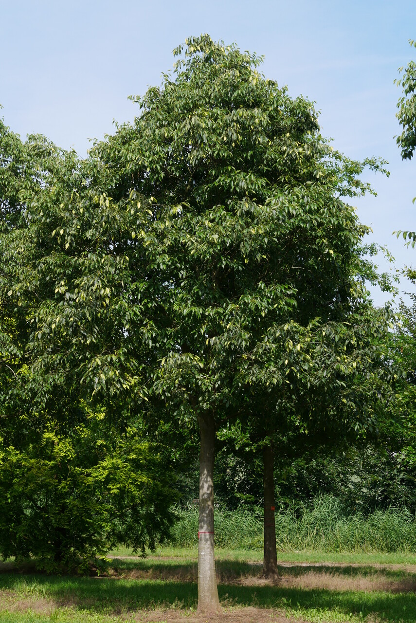 Celtis australis Südlicher Zürgelbaum, Europäischer Zürgelbaum Van
